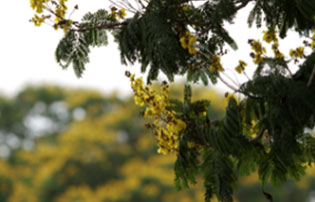 Campus Image